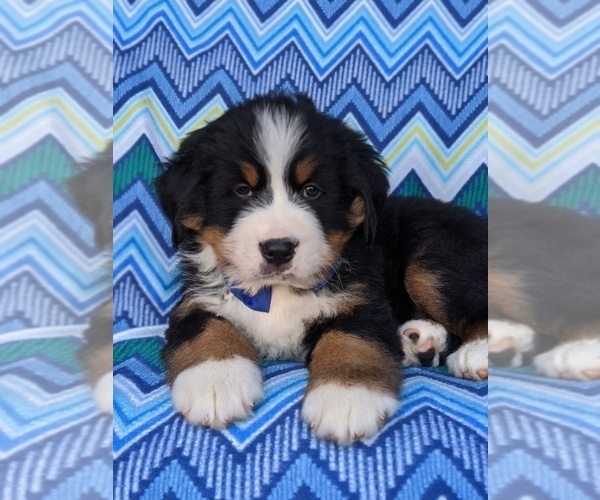 Medium Photo #5 Bernese Mountain Dog Puppy For Sale in DELTA, PA, USA
