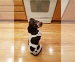 Small Photo #5 German Shorthaired Pointer Puppy For Sale in HAYDEN, ID, USA