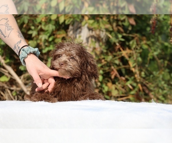 Medium Photo #37 ShihPoo Puppy For Sale in DYERSBURG, TN, USA