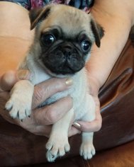 Pug Puppy for sale in VICTORIA, TX, USA