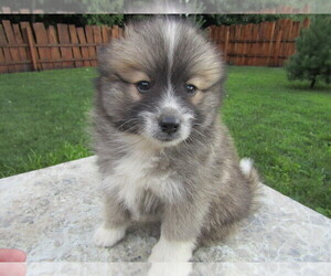 Pomsky Puppy for sale in OTTAWA HILLS, OH, USA
