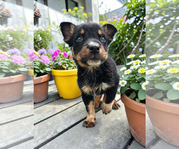 Medium Photo #1 Mutt Puppy For Sale in McKinney, TX, USA