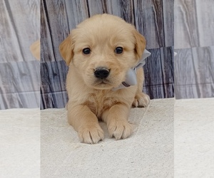 Golden Retriever Puppy for sale in NILES, MI, USA