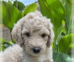 Small Photo #7 Goldendoodle Puppy For Sale in EL MIRAGE, AZ, USA
