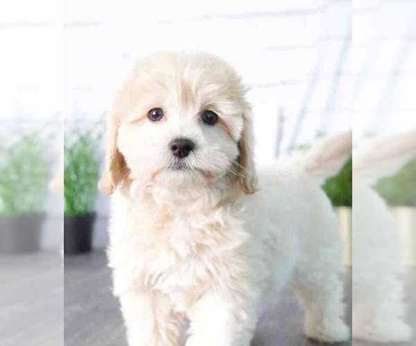 Medium Photo #1 Maltipoo Puppy For Sale in RED LION, PA, USA