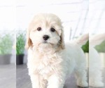 Small Photo #1 Maltipoo Puppy For Sale in RED LION, PA, USA