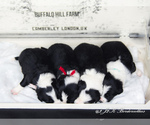 Small Photo #11 Border Collie Puppy For Sale in STRAFFORD, MO, USA