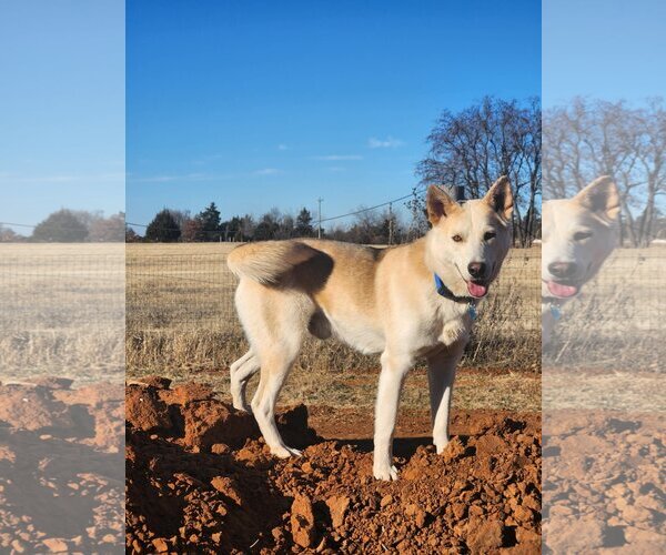 Medium Photo #5 Siberian Husky-Unknown Mix Puppy For Sale in Winter Park, CO, USA