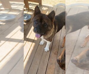 261267  Banana - Male Akita-Unknown Mix Dog for Adoption - Photo #3