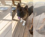 Small Photo #3 Akita-Unknown Mix Puppy For Sale in Wetumpka, AL, USA