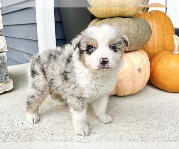 Medium Photo #7 Australian Shepherd Puppy For Sale in LODA, IL, USA