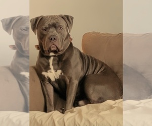 Father of the American Pit Bull Terrier puppies born on 07/08/2025