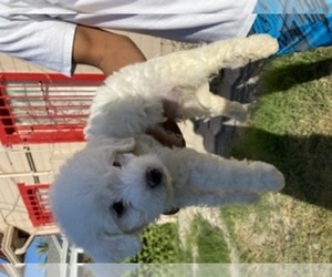 Maltipoo Puppy for sale in BALDWIN HILLS, CA, USA