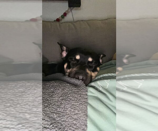 Medium Photo #9 Australian Kelpie-Unknown Mix Puppy For Sale in Corona, CA, USA