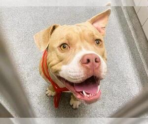 Mutt Dogs for adoption in Orange, CA, USA