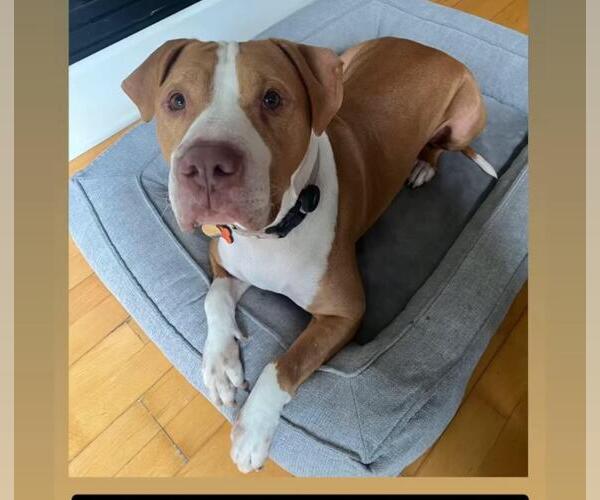 Medium Photo #4 American Pit Bull Terrier Puppy For Sale in Hayward, CA, USA