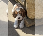 Small #3 Cavapoo (Miniature)