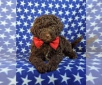 Small Photo #6 Poodle (Miniature)-Shepadoodle Mix Puppy For Sale in GLEN ROCK, PA, USA