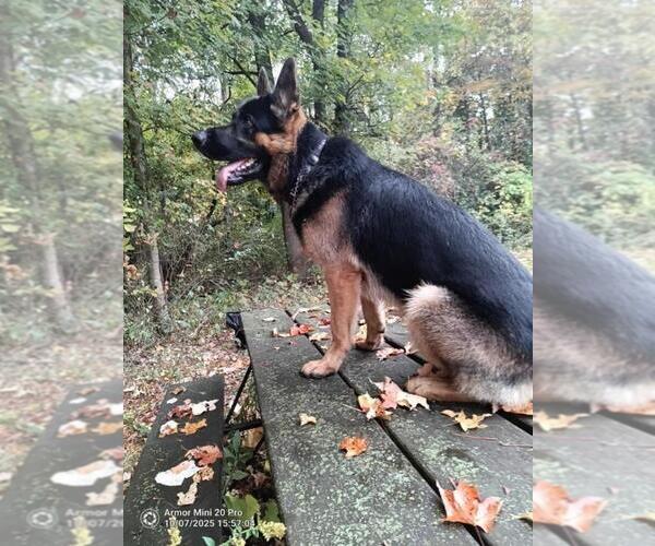 Medium Photo #6 German Shepherd Dog Puppy For Sale in LA FAYETTE, NY, USA