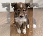 Small Shetland Sheepdog