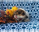 Small Photo #1 Australian Cattle Dog-Jack Russell Terrier Mix Puppy For Sale in LAKELAND, FL, USA