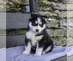 Small Photo #9 Siberian Husky Puppy For Sale in KINZERS, PA, USA