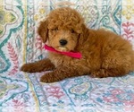 Small Photo #3 Double Doodle Puppy For Sale in LANCASTER, PA, USA