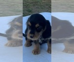Small Beagle-Poodle (Toy) Mix