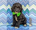 Small Photo #1 Cocker Spaniel-Poodle (Miniature) Mix Puppy For Sale in NOTTINGHAM, PA, USA