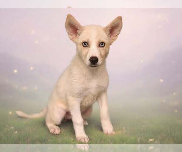 Medium Photo #3 Siberian Husky-Unknown Mix Puppy For Sale in Talladega, AL, USA