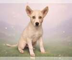 Small #2 Siberian Husky Mix