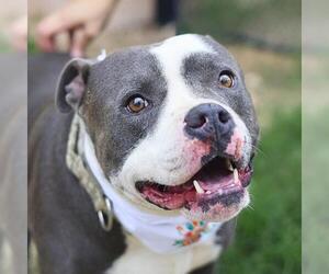 American Staffordshire Terrier Dogs for adoption in San Antonio, TX, USA
