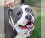 Small American Staffordshire Terrier