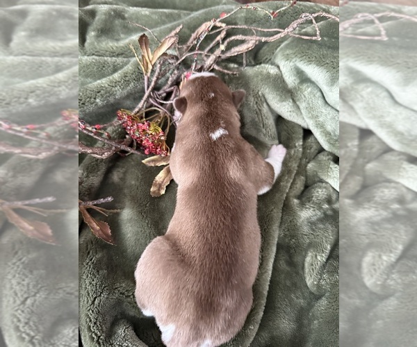 Medium Photo #20 Siberian Husky Puppy For Sale in STAPLES, MN, USA