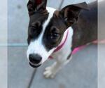 Small American Pit Bull Terrier Mix