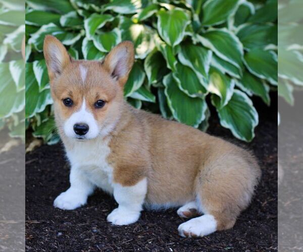 Medium Photo #1 Pembroke Welsh Corgi Puppy For Sale in LITITZ, PA, USA