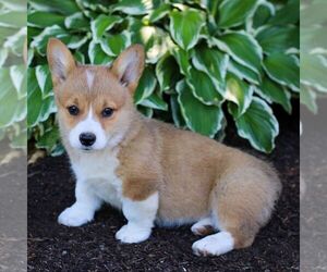 Pembroke Welsh Corgi Puppy for sale in LITITZ, PA, USA