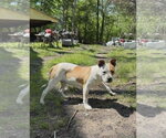 Small #8 American Staffordshire Terrier Mix
