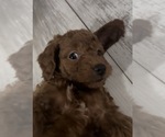 Small #3 Golden Retriever-Poodle (Toy) Mix