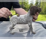 Small Photo #2 German Shorthaired Pointer Puppy For Sale in ARGONNE, WI, USA
