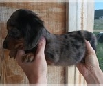 Puppy Dapple Female Dachshund