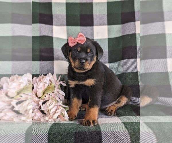 Medium Photo #2 Rottweiler Puppy For Sale in CHRISTIANA, PA, USA