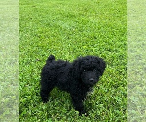 F2 Aussiedoodle Puppy for sale in NORTH VERNON, IN, USA