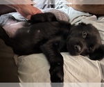 Small Photo #35 Labrador Retriever Puppy For Sale in GIG HARBOR, WA, USA
