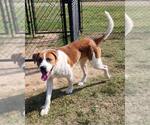 Small #6 Saint Bernard Mix