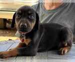 Small Photo #4 Doberman Pinscher Puppy For Sale in KELLYTON, AL, USA