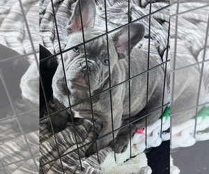 French Bulldog Puppy for sale in BONNEY LAKE, WA, USA
