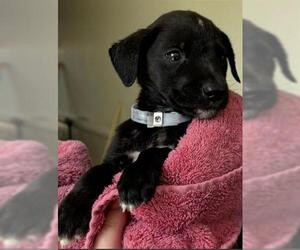 Labrador Retriever Dogs for adoption in Houston, TX, USA