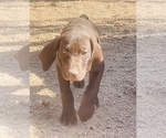 Small Photo #26 German Shorthaired Pointer Puppy For Sale in GRAND ISLAND, NE, USA