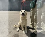 Small #9 Great Pyrenees